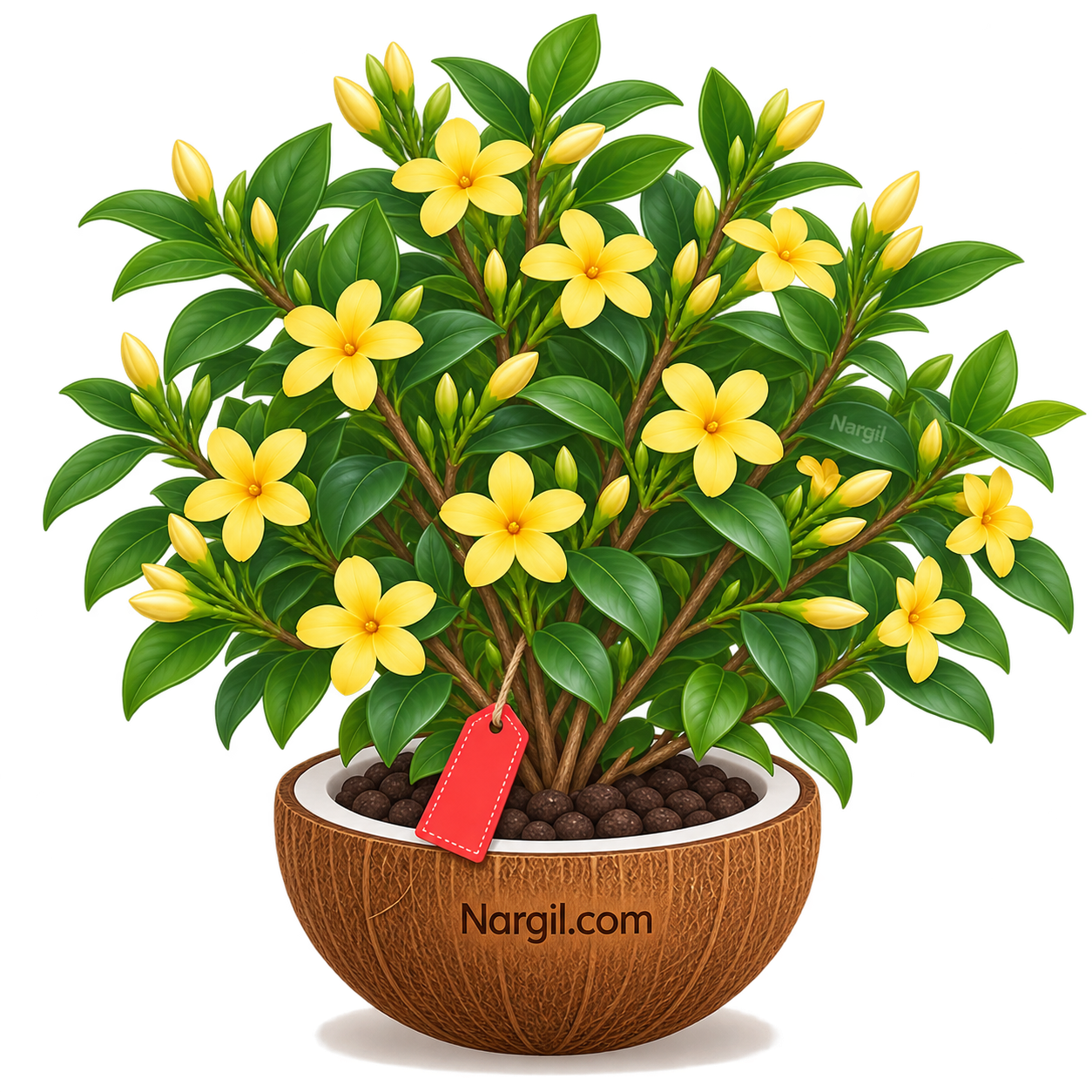 Nargil_Jasminum humile